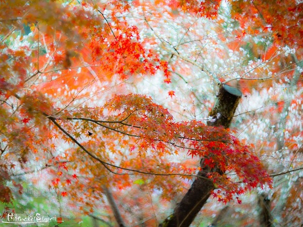 پاییز در ژاپن.سایت نوجوان ها (14)